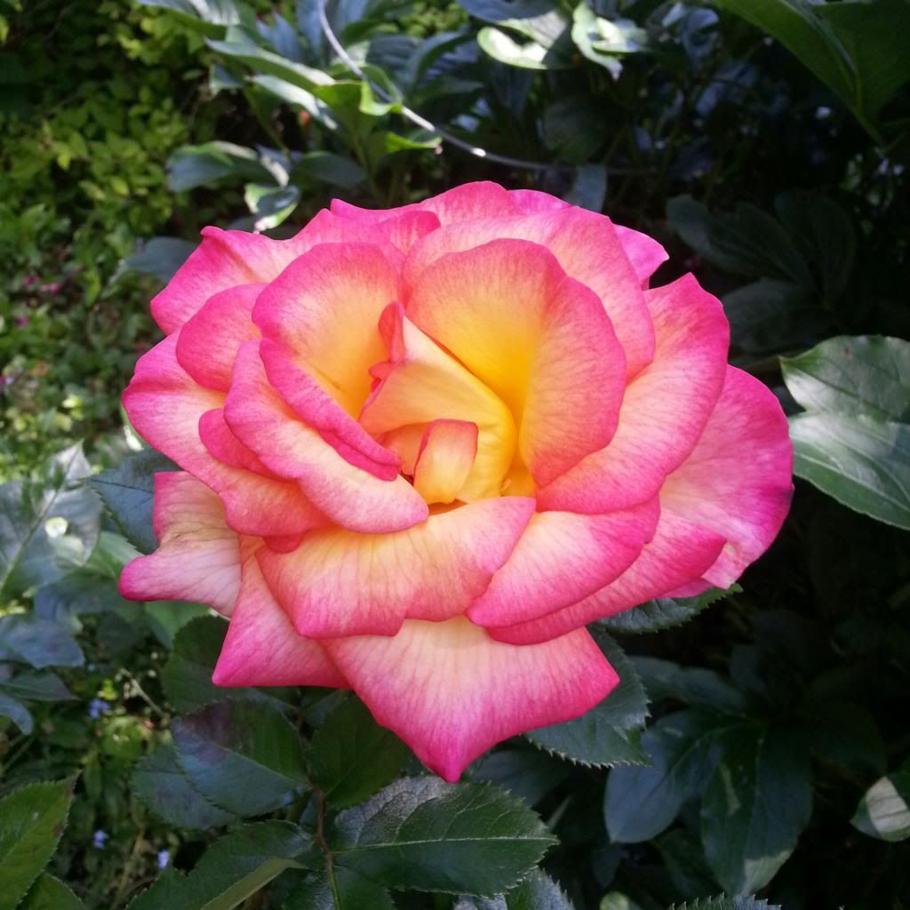  photo 20140531_122902-1_zpsjdprzyk1.jpg